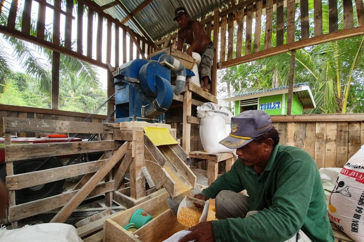 Martabe pupus keputusasaan petani jagung Aek Sumuran