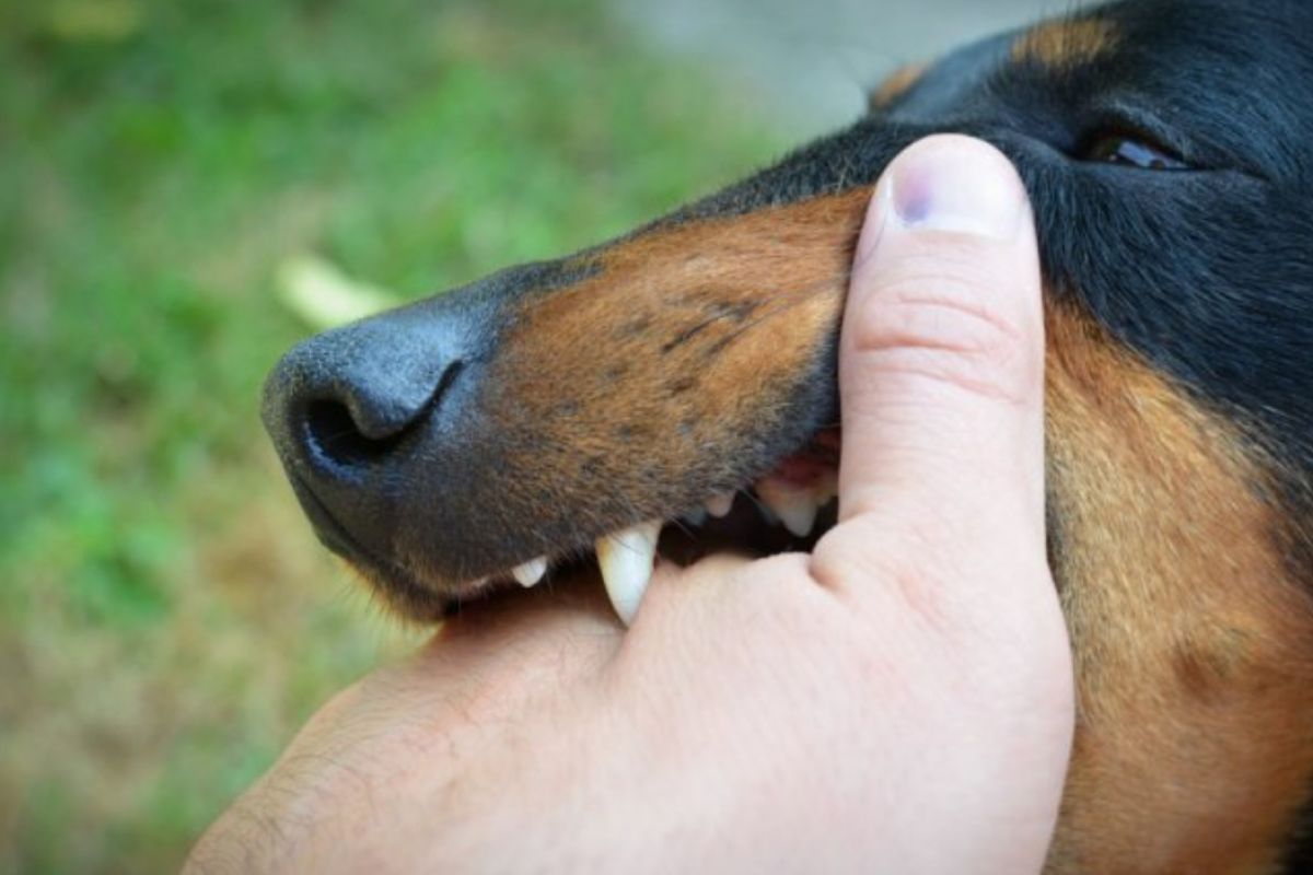 33 warga Sikka dinyatakan positif rabies