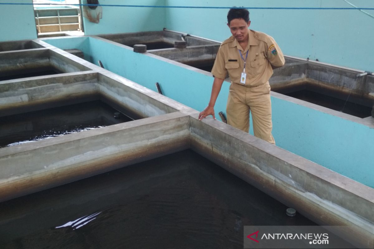 Balai Benih Ikan Kudus sulit produksi akibat kemarau panjang