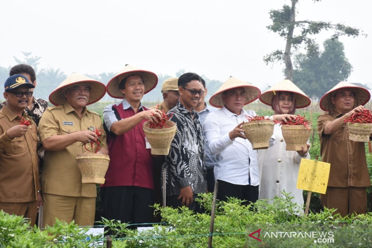 Petani di Deliserdang panen raya cabai merah