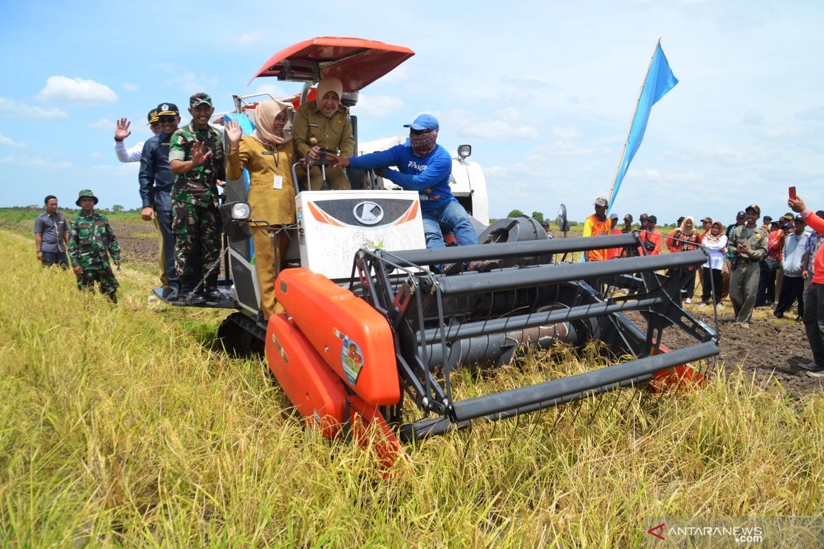 Regent Batola harvests rice at the former World Food Day land
