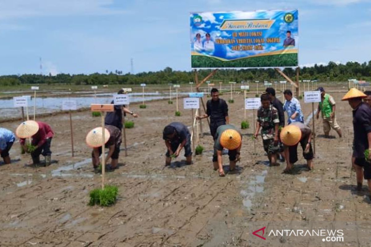 Jika tahapan ini berhasil, padi Sigupai Abdya jadi varietas unggul nasional