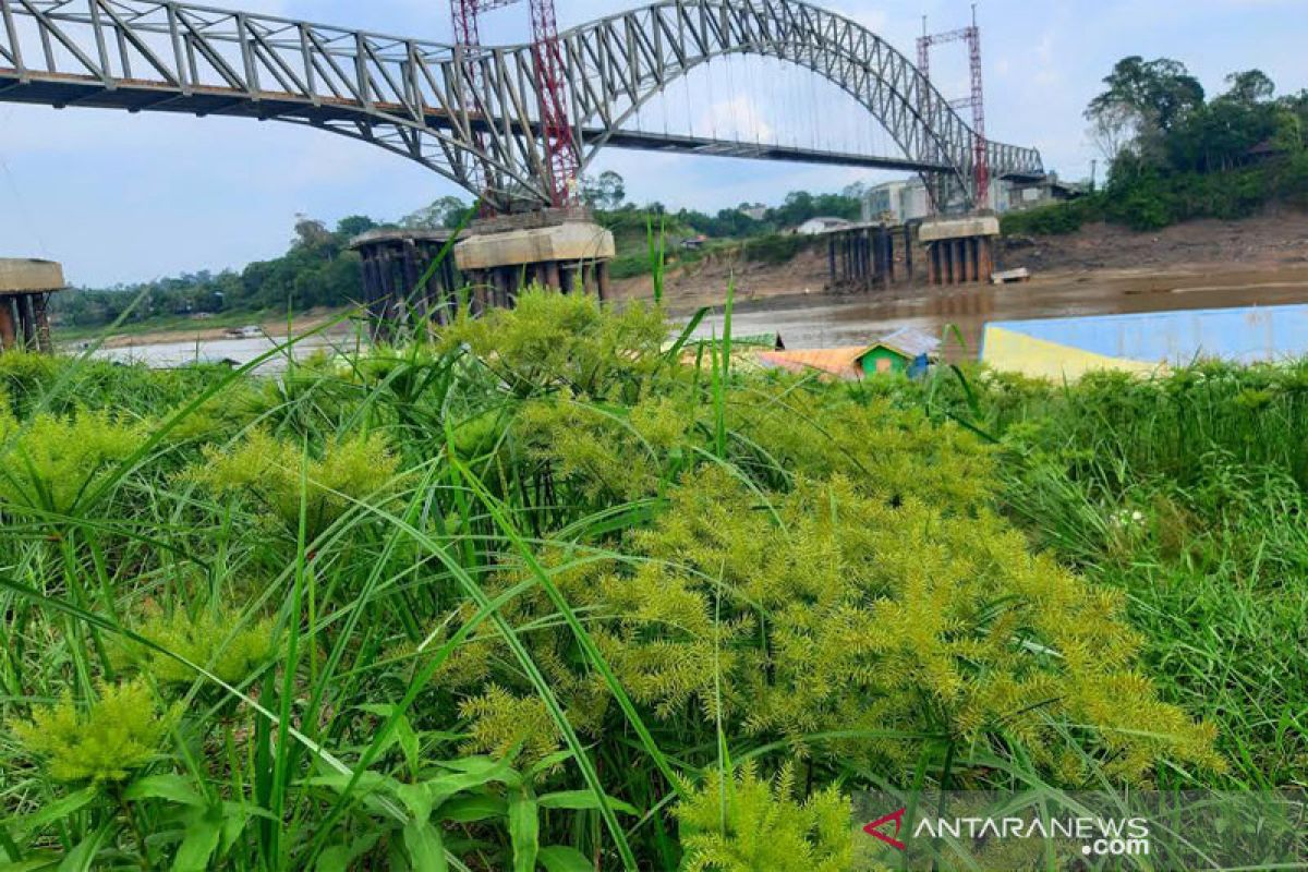 Rumput Tampurung Kalui, antara mitos dan realita