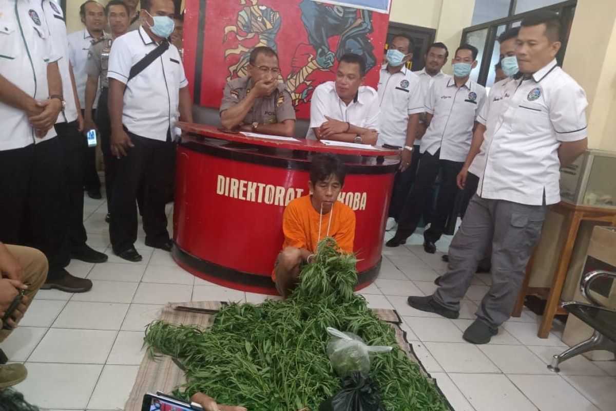 Tanam ganja di belakang rumah, seorang warga diamankan polisi