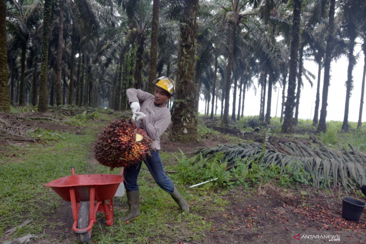 Harga sawit Riau kembali turun