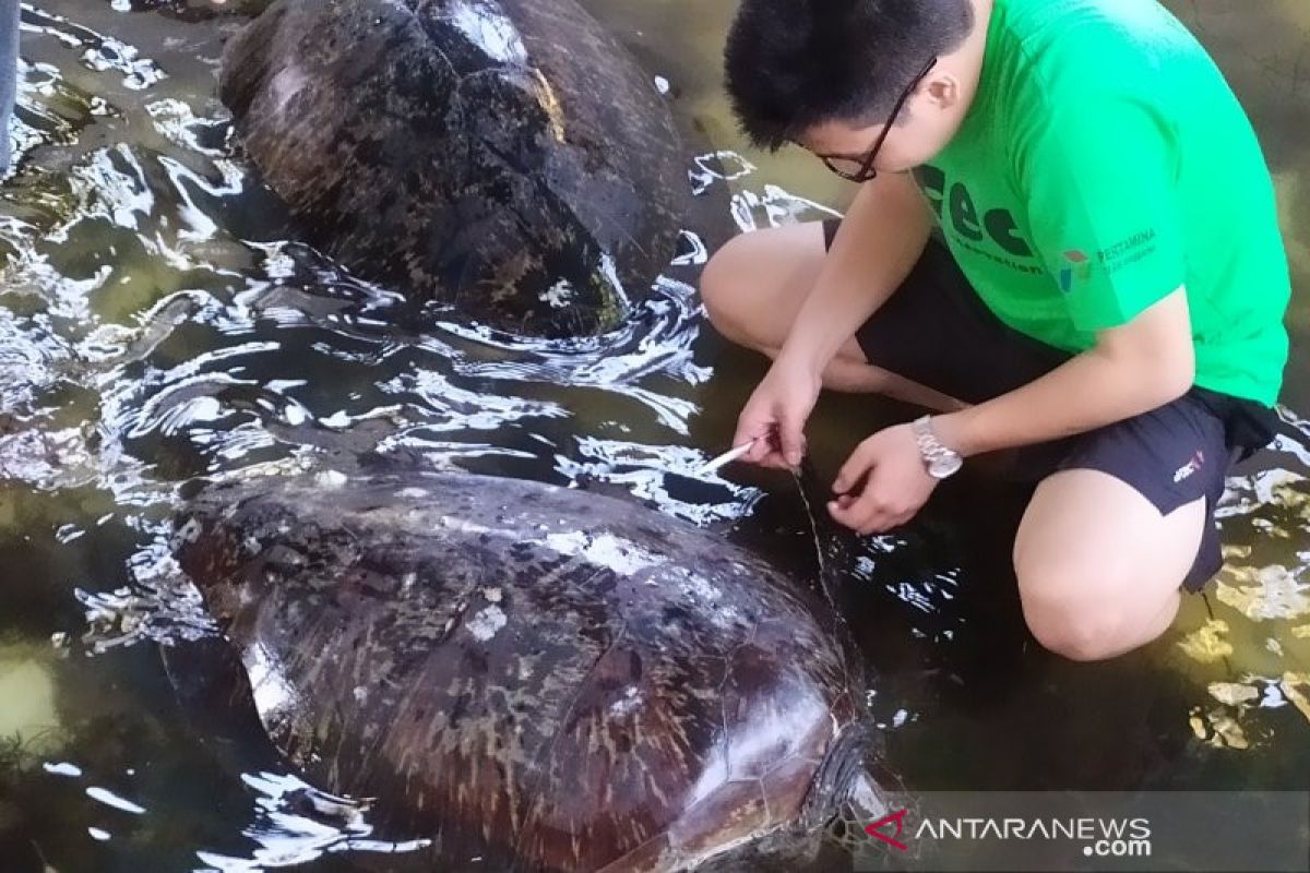 Turtle Guard Unud tes DNA belasan penyu hijau