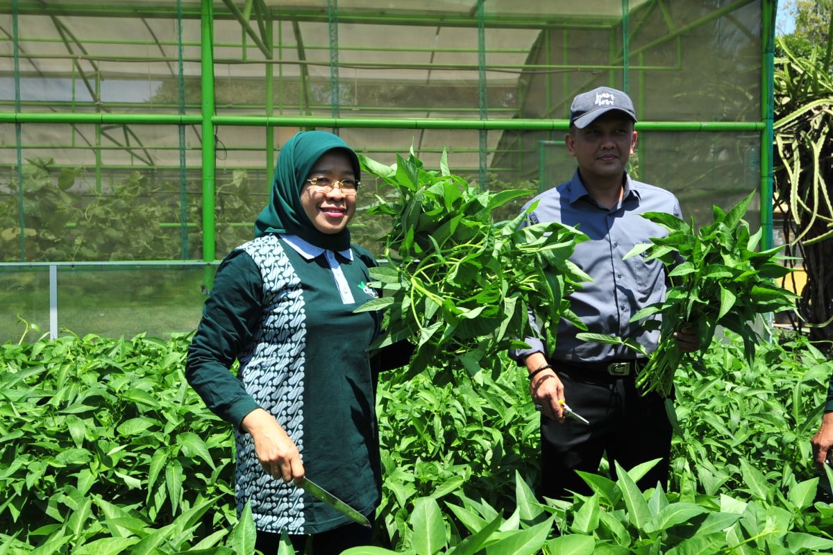 75 hektare lahan di pantai timur Surabaya siap ditanami mangrove