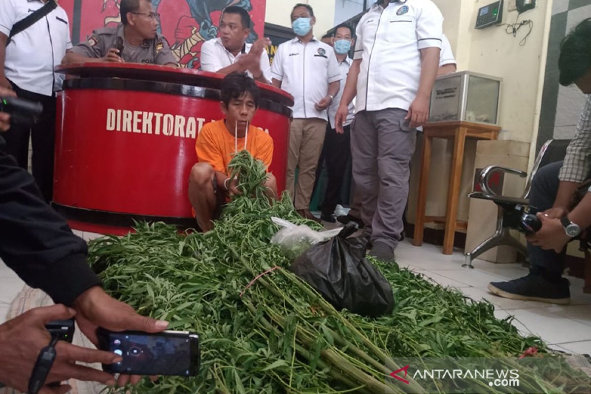 Pemilik kebun ganja dalam Kota Bengkulu terancam penjara seumur hidup