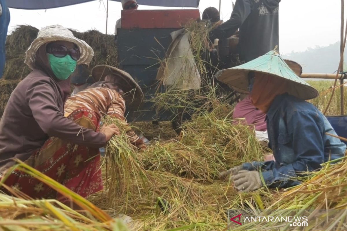 Nilai Tukar Petani Kalbar September 2019 terendah di Kalimantan hanya 93,41 poin