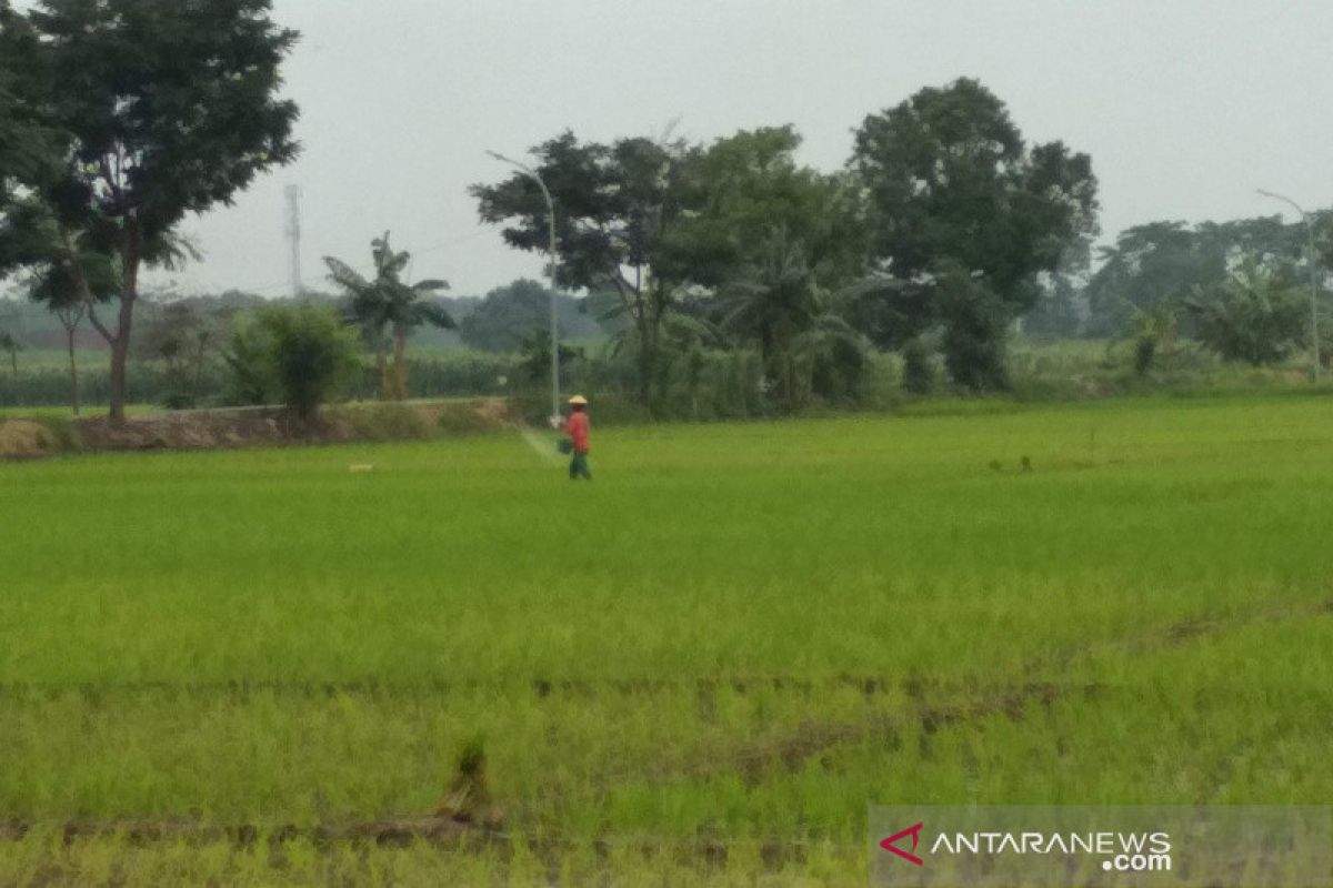 Aman, alokasi pupuk bersubsidi Kudus bertambah 1.000 ton