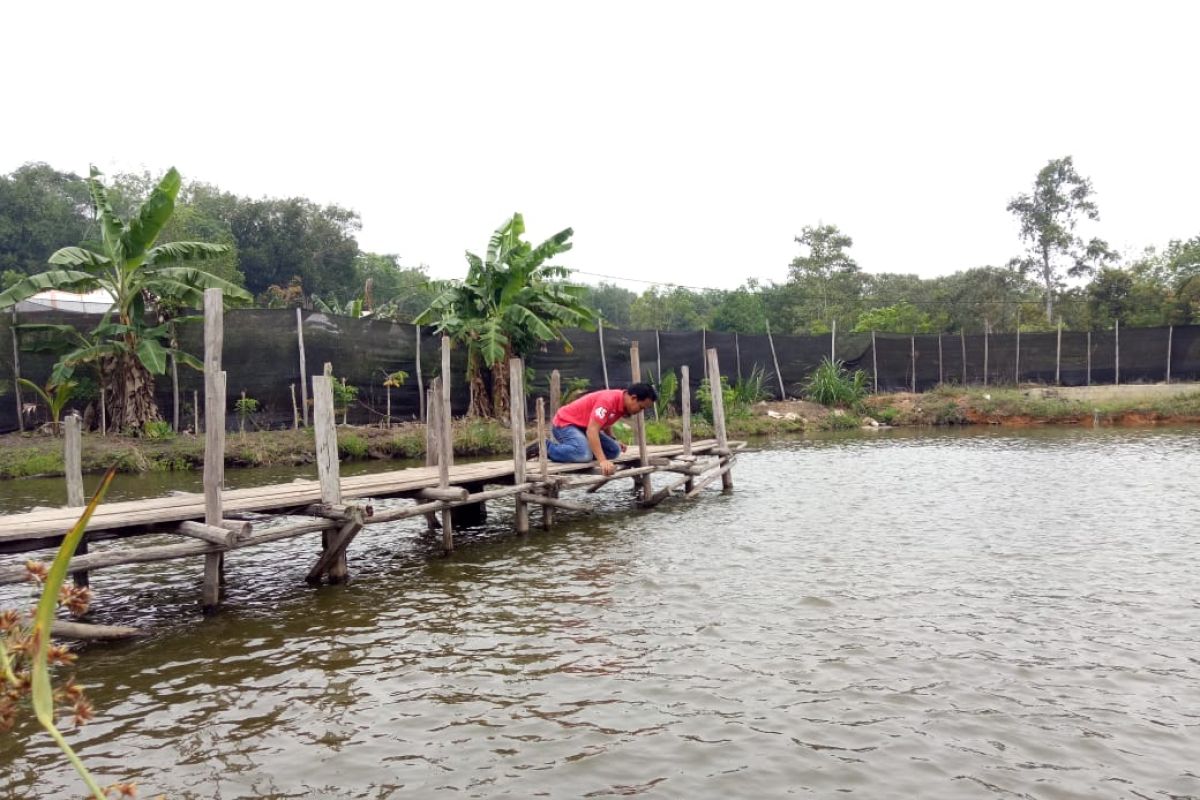 Desa Pinang Sebatang Jadi Sentra Ikan Air Tawar