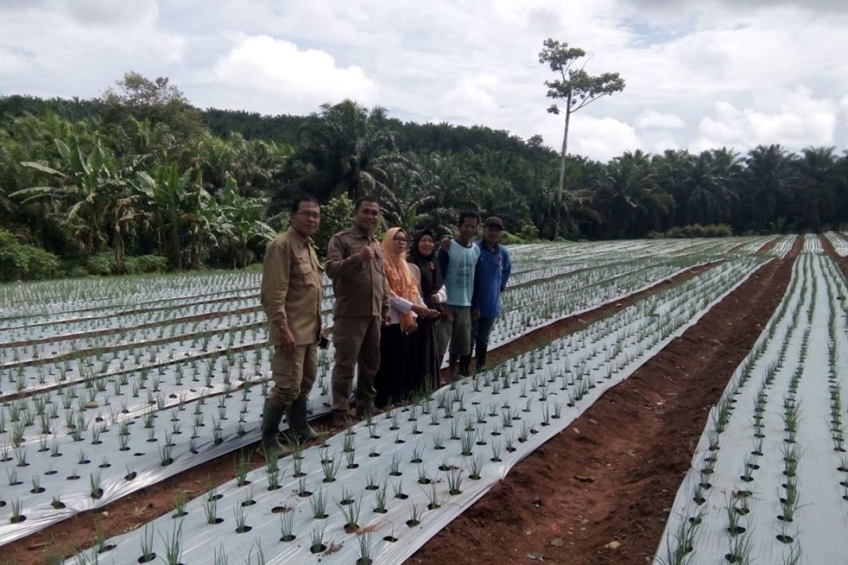 Bengkulu bangun gudang penyimpan bawang di Mukomuko