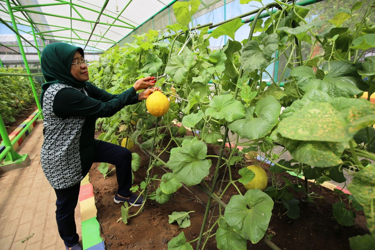 Mini Agrowisata jadi wisata edukasi pertanian di Surabaya