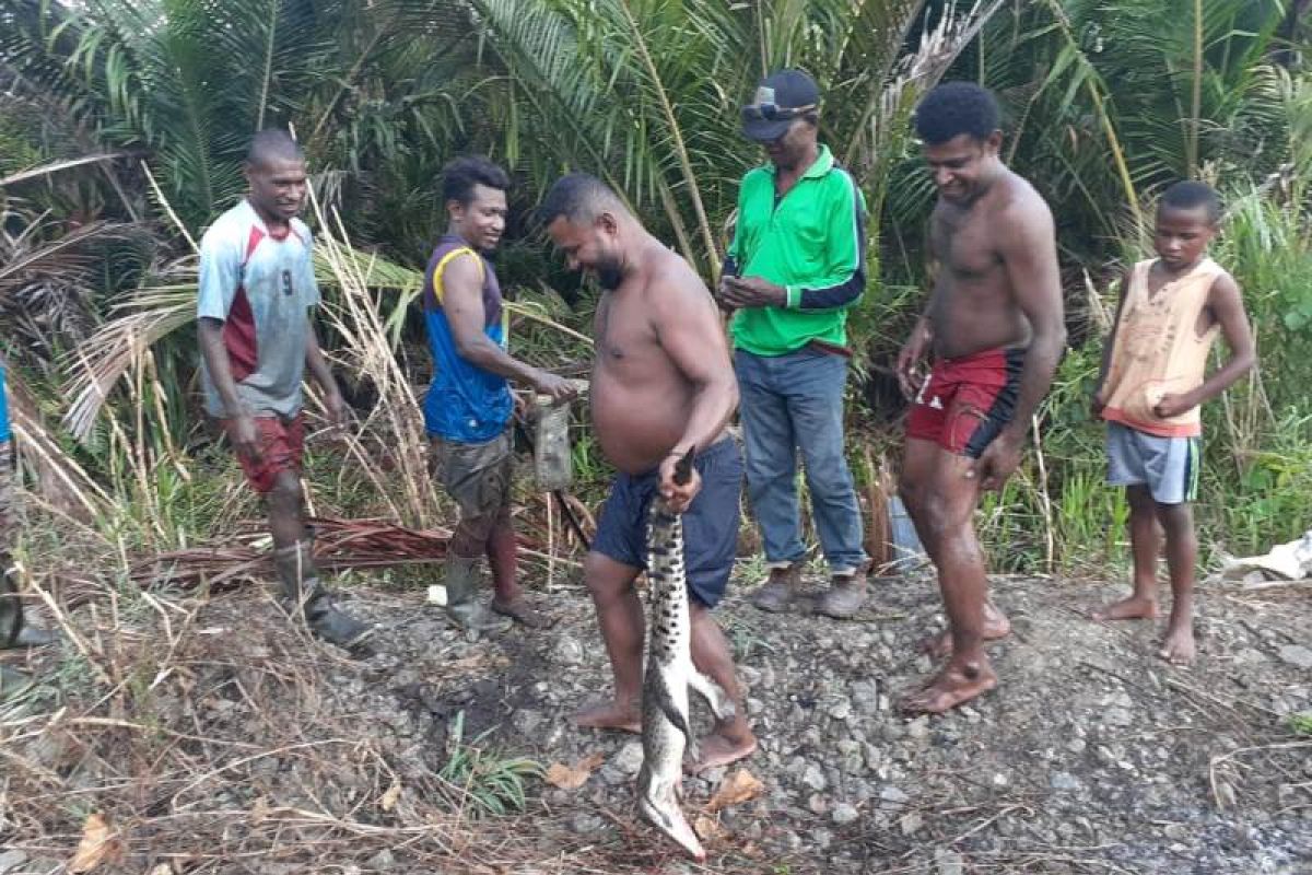 Buaya endemik Danau Sentani ditangkap warga Kampung Toware