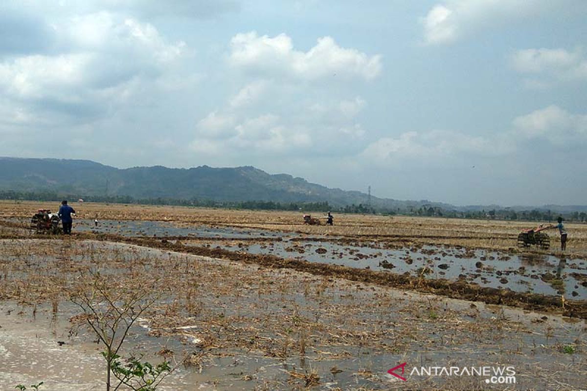 Tak perlu tunggu hujan, petani Banyumas diminta bersiap tanam padi