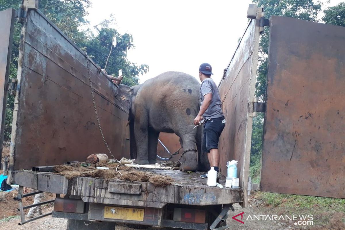 BKSDA kembalikan tiga gajah sumatera yang masuk kebun ke habitatnya