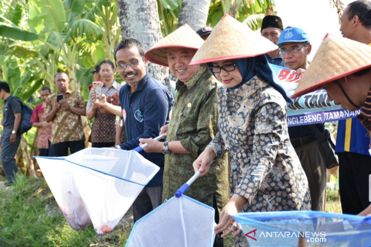 Bupati Bantul panen padi dan ikan sistem minapadi di DEsa Tamanan