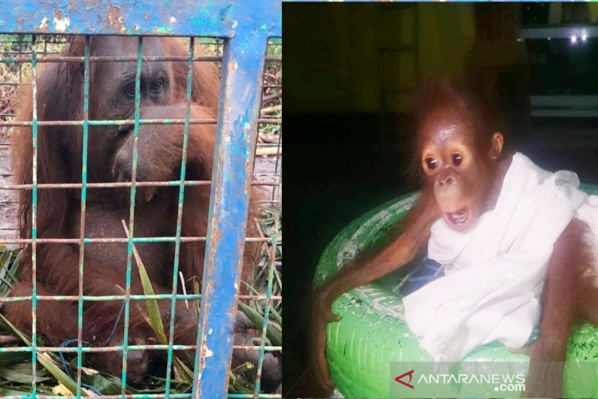 Induk dan bayi orangutan diselamatkan dari lokasi kebakaran lahan