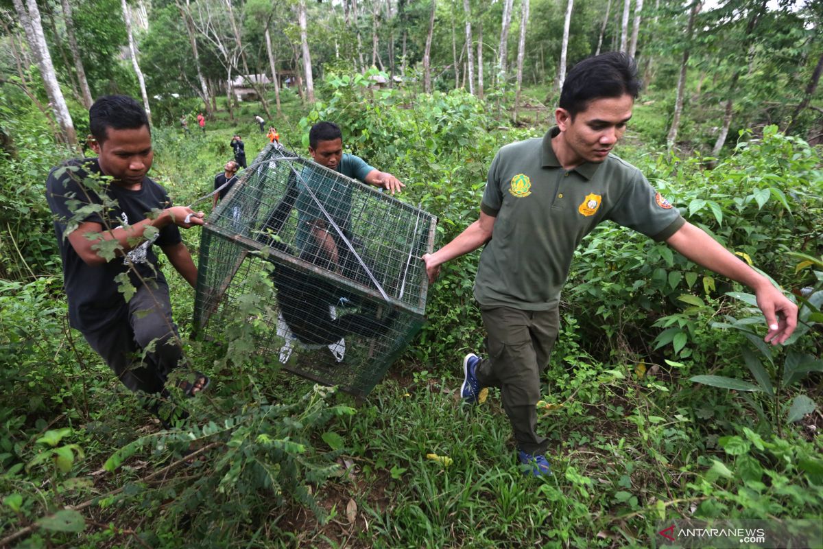 PT Timah saves 7,122 endangered species