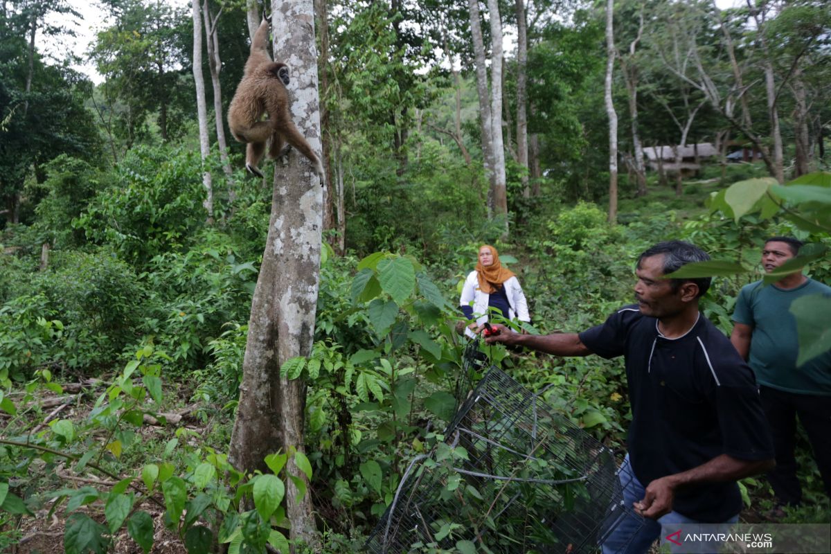 Puluhan satwa dilindungi dilepasliarkan ke Semidang Bukit Kabu