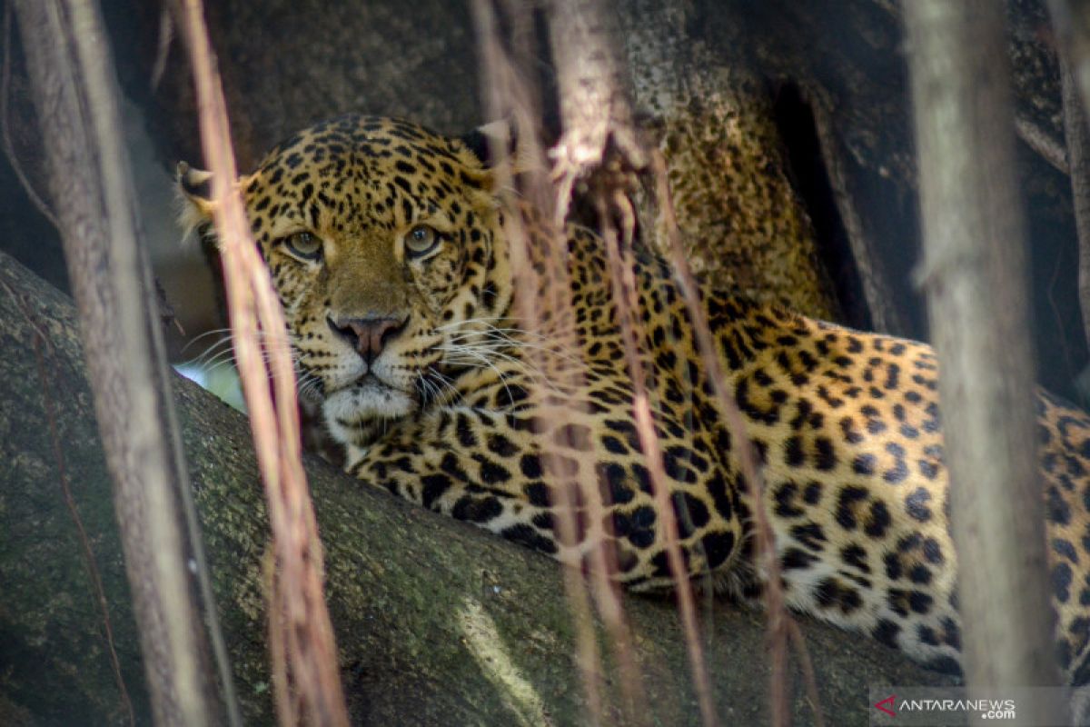 Macan tutul terkam petani hingga tewas di Sumsel