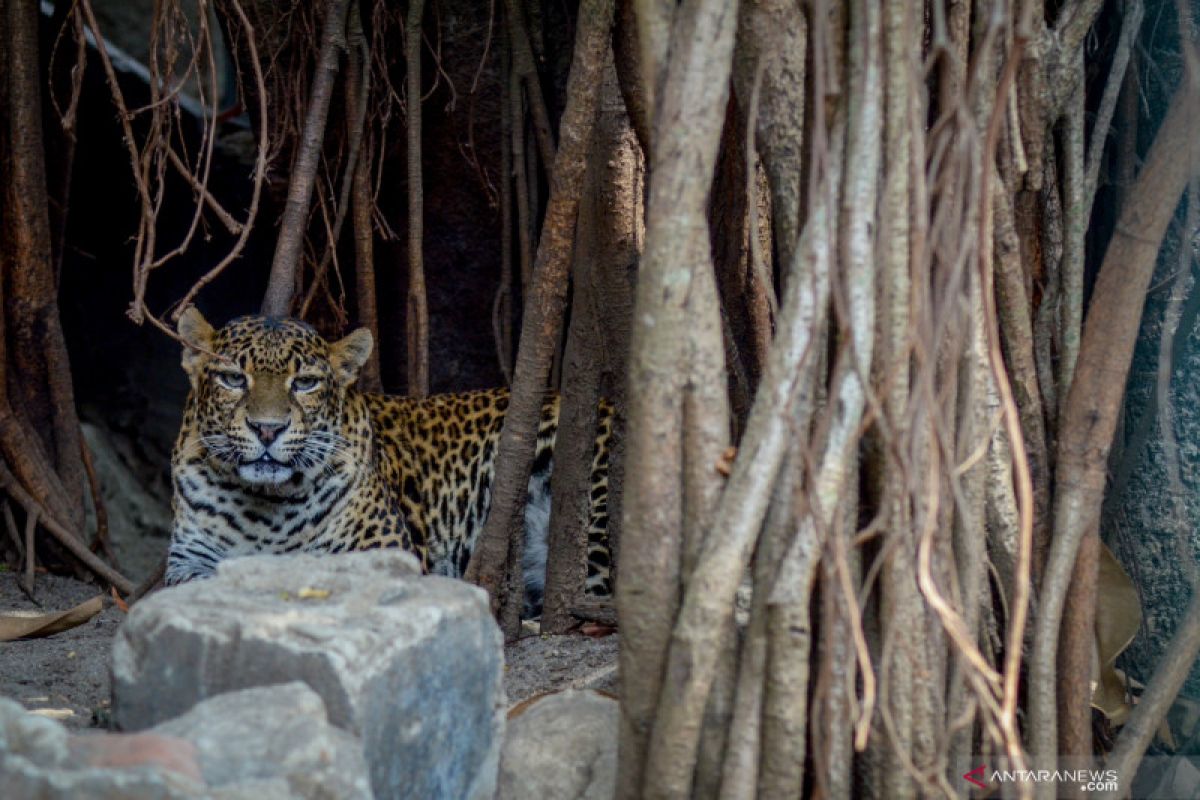 Bandung Zoological Garden berencana memotong rusa untuk pakan macan tutul