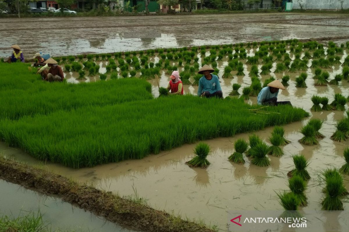 Ketersediaan air Waduk Kedung Ombo untuk irigasi dinilai kurang ideal