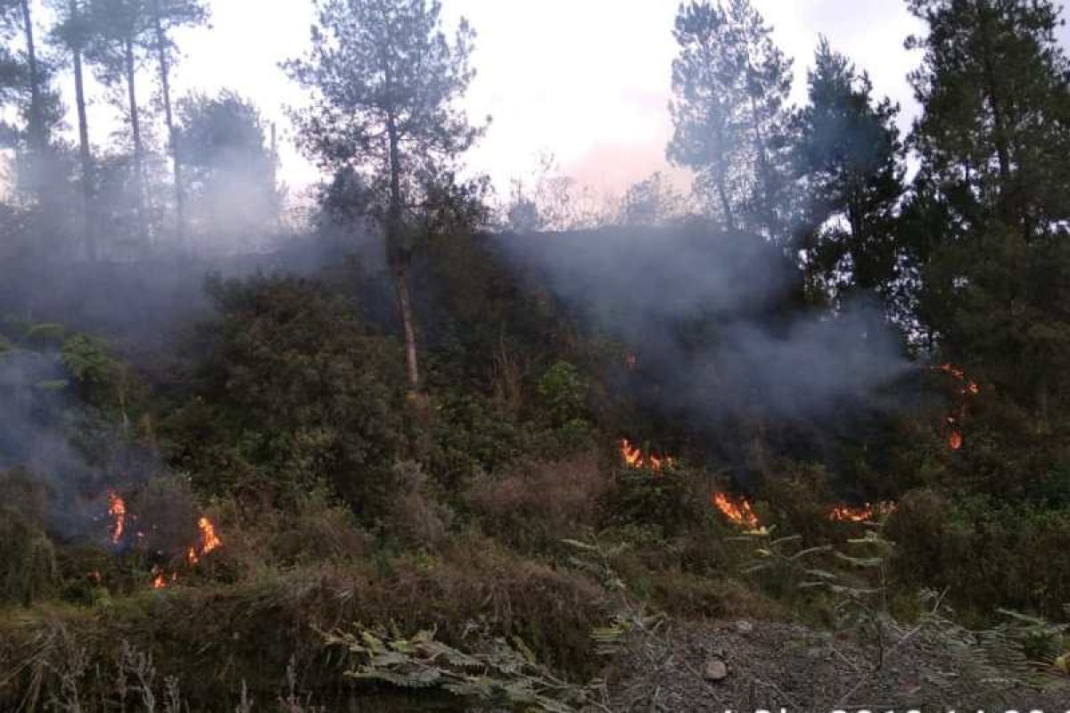 Hutan lereng Gunung Merapi terbakar