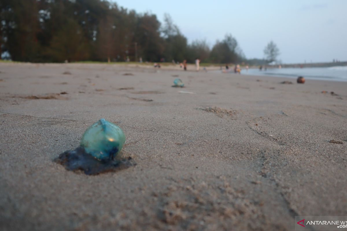 Bluebottles on Pariaman beaches, people asked to stay away