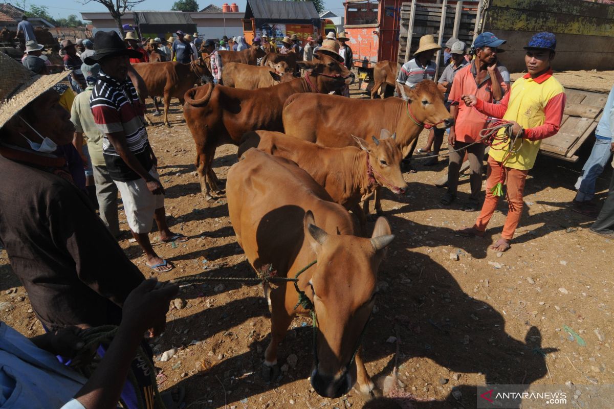 Pemprov Gorontalo akan kirim 5.000 sapi ke Balikpapan