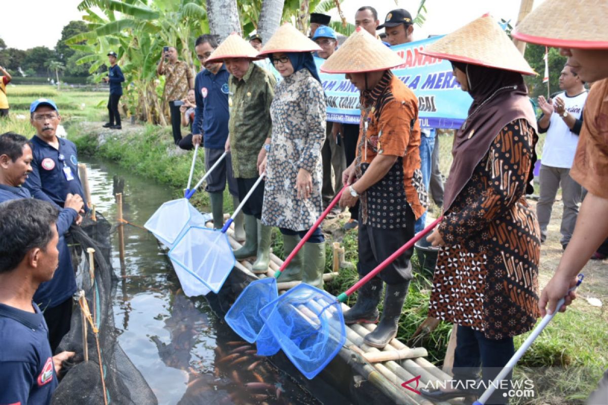 Pemkab Bantul sebut sistem minapadi tingkatkan produksi panen