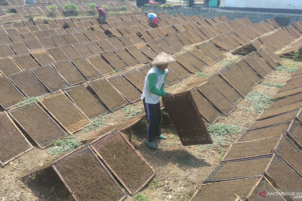 Harga anjlok, jumlah petani tembakau di Tulungagung turun drastis