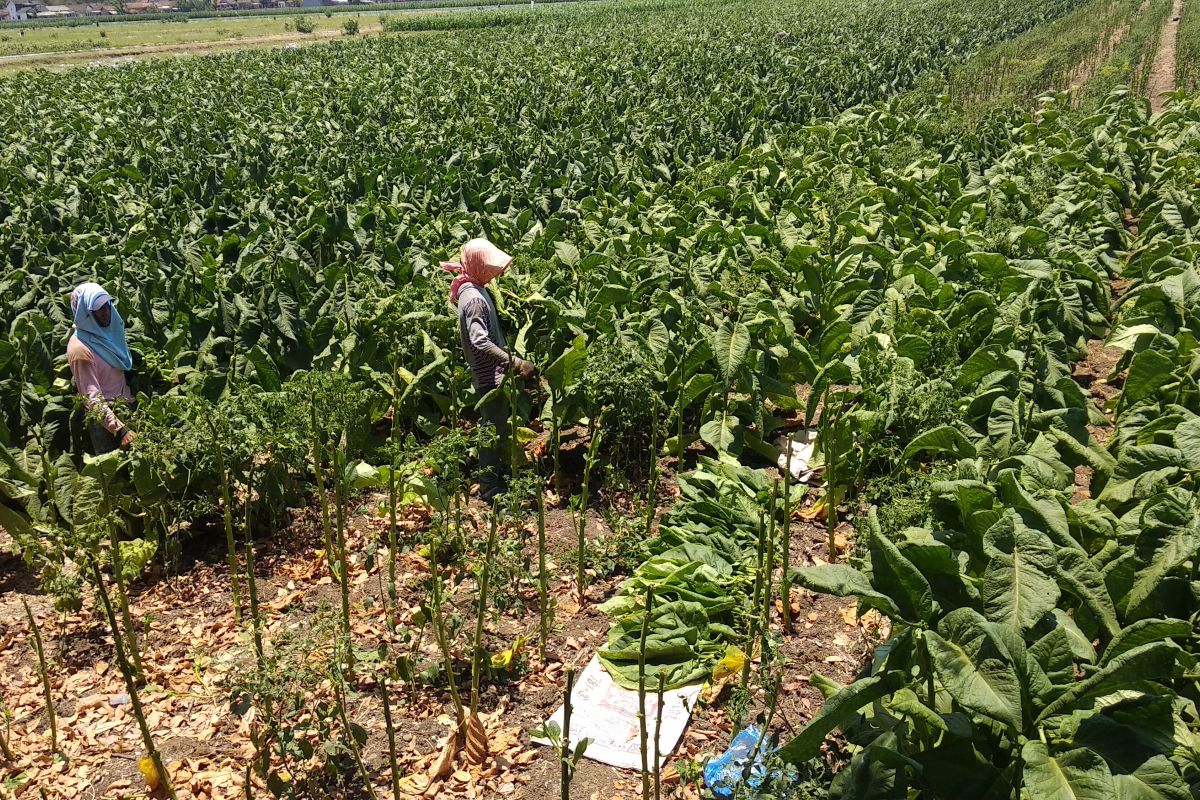 Petani tembakau di Tulungagung keluhkan penurunan harga