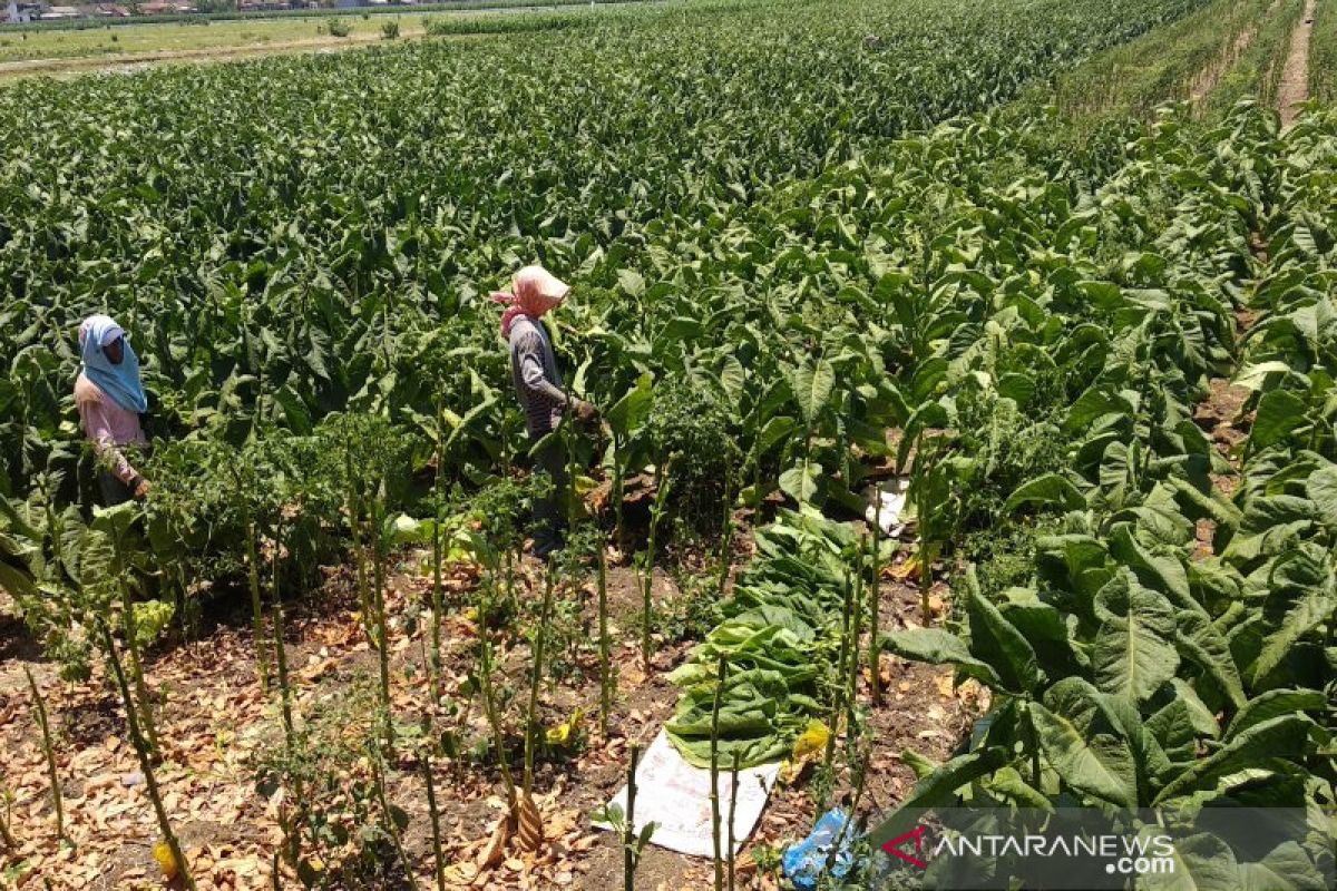 Petani di Tulungagung keluhkan penurunan harga tembakau