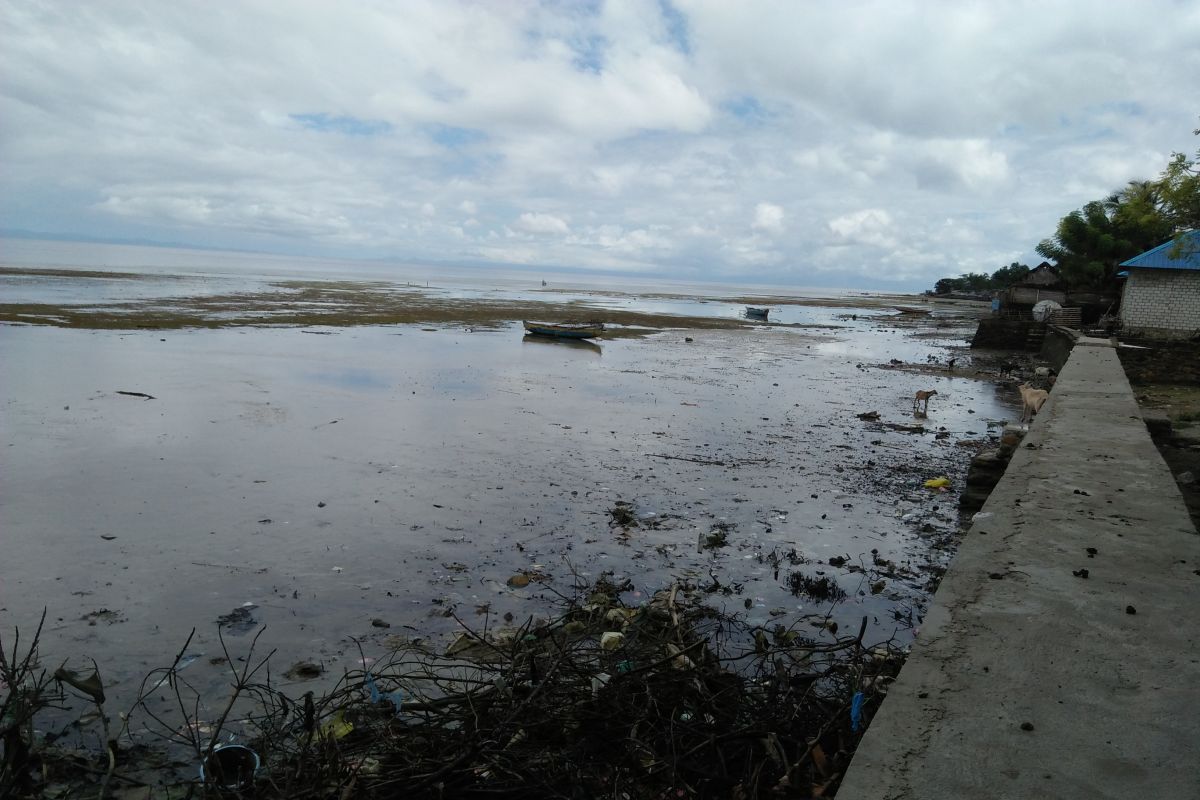 Tanaman bakau sulit dikembangkan di pantai desa Morela