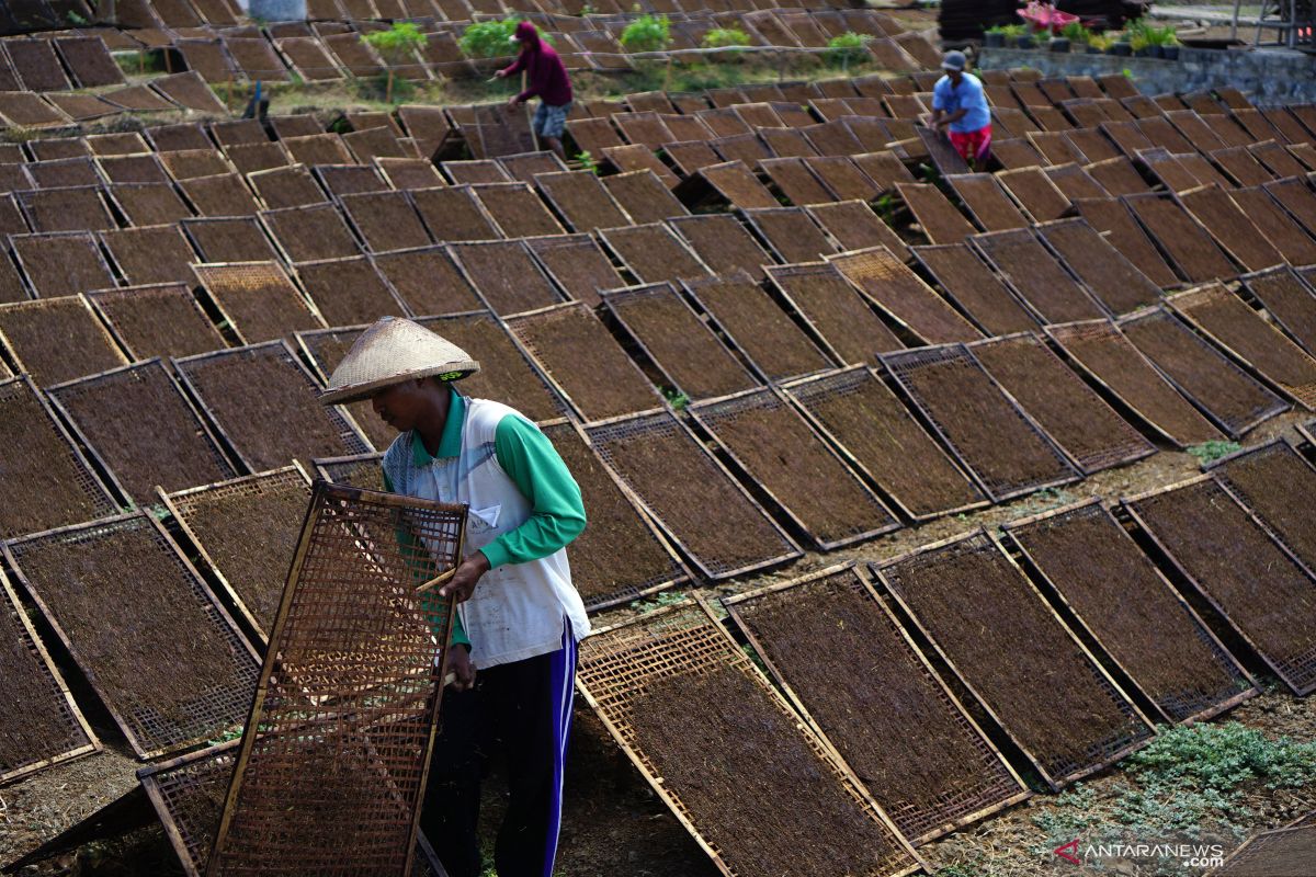 Petani terpaksa jual tembakau secara eceran