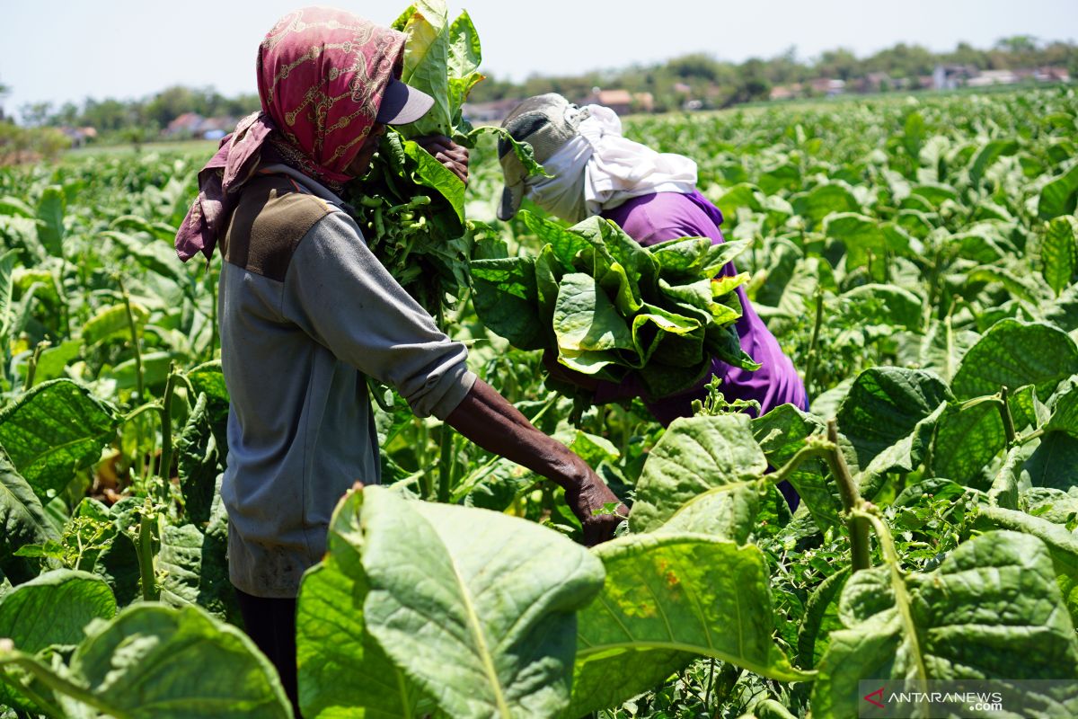 Pengamat: Ada sejumlah risiko yang perlu diwaspadai petani tembakau