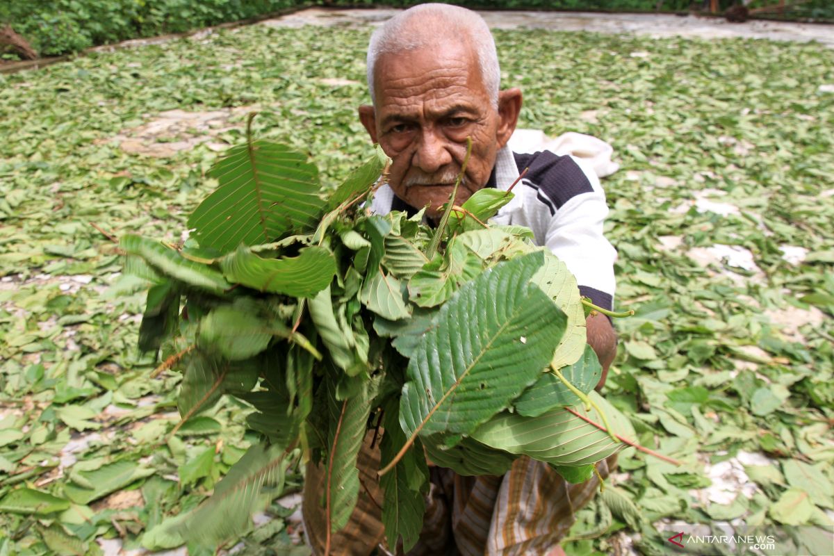 BNN larang total penggunaan daun kratom, berikut fakta yang harus Anda ketahui