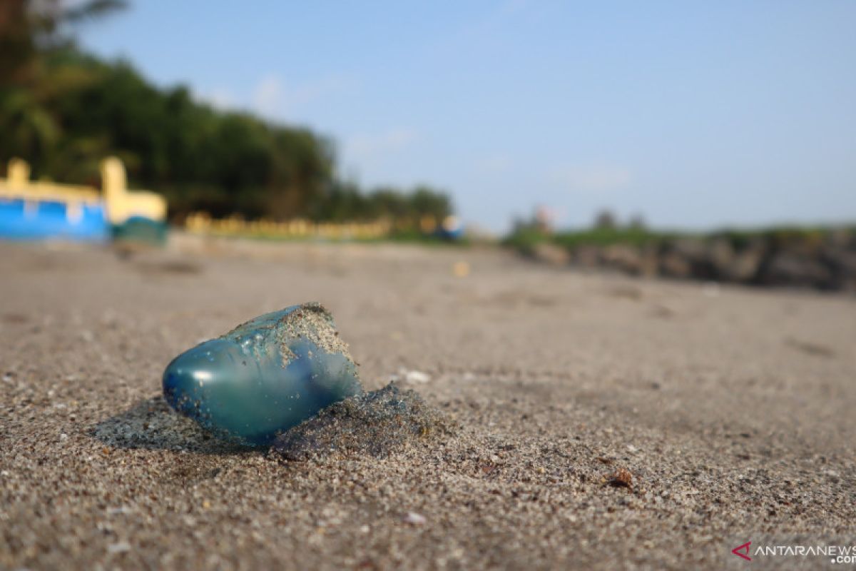 Visitors who come to Tanjung Mutiara Agam diminish because of the jellyfish