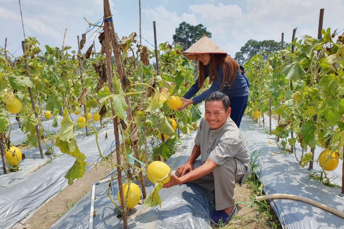 Hendro Sudarto, kembangkan agrowisata kebun melon emas di Batanghari