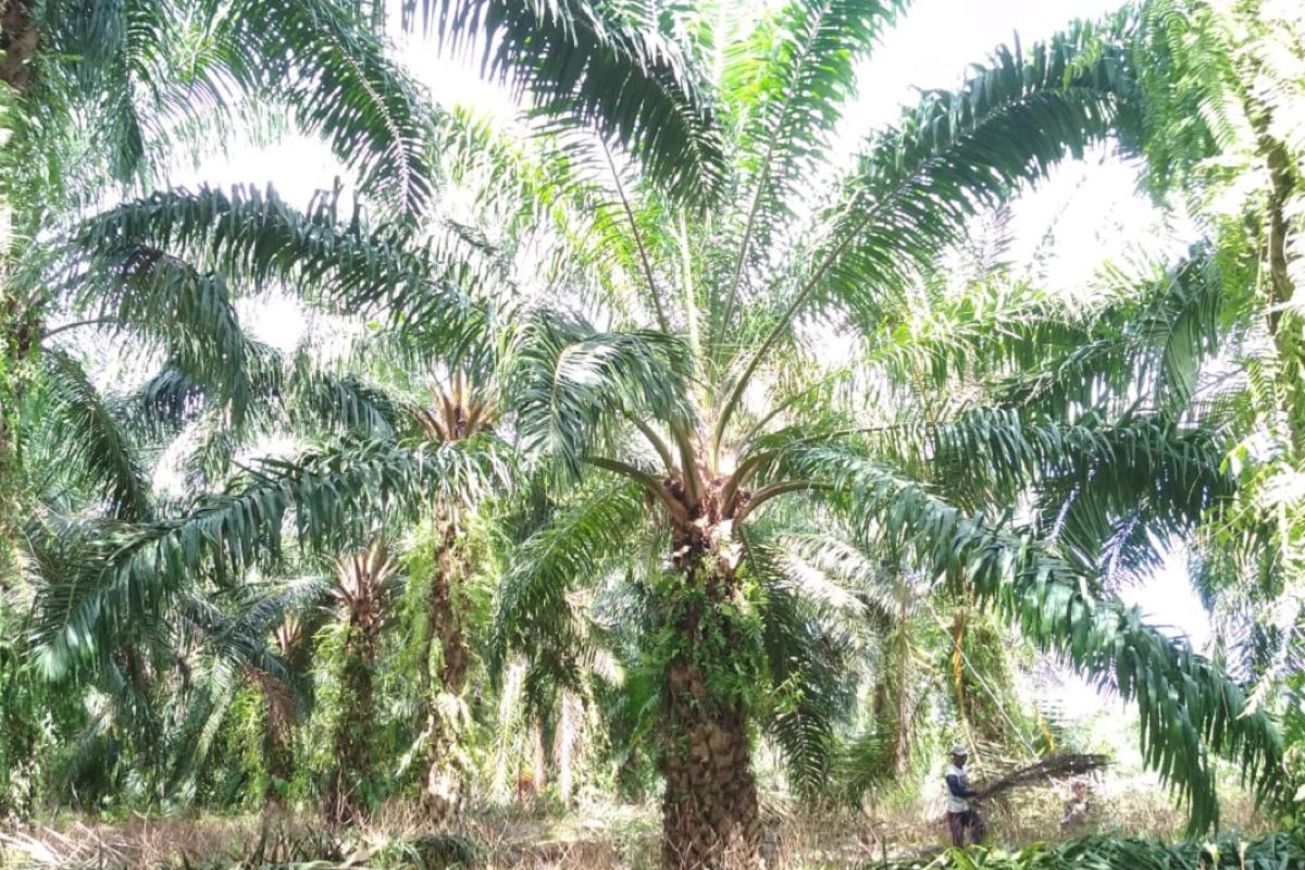 Harga sawit petani Mukomuko turun Rp10/kilogram