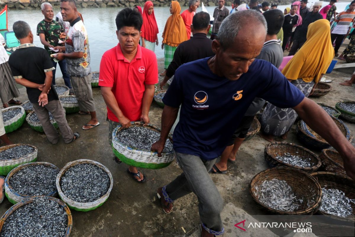 Ikan teri tangkapan nelayan Bagan