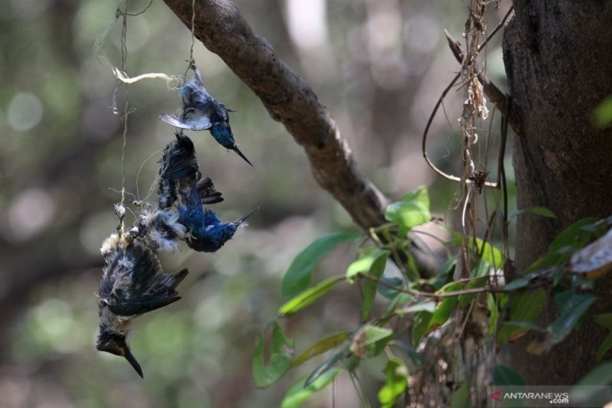 Pemerhati harapkan Pemkot Surabaya sikapi burung mati di mangrove Pamurbaya (Video)