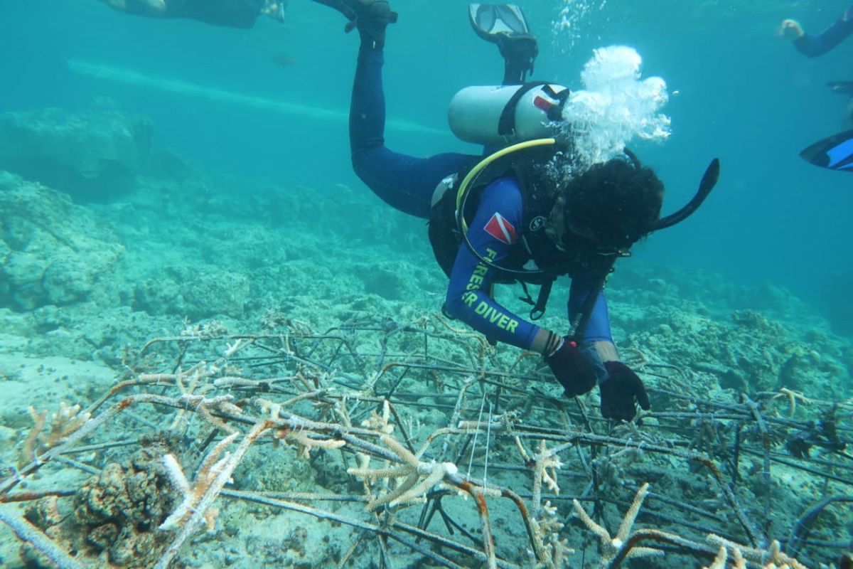 900 fragmen karang ditanam pulihkan ekosistem di Pulau Bunaken