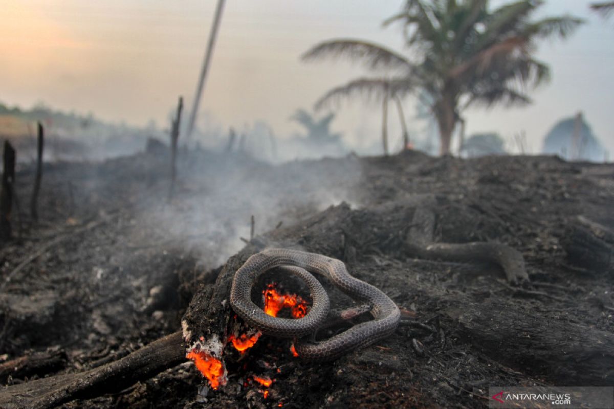 Kebakaran lahan Pekanbaru hanguskan kebun nanas, ular-ular ditemukan mati