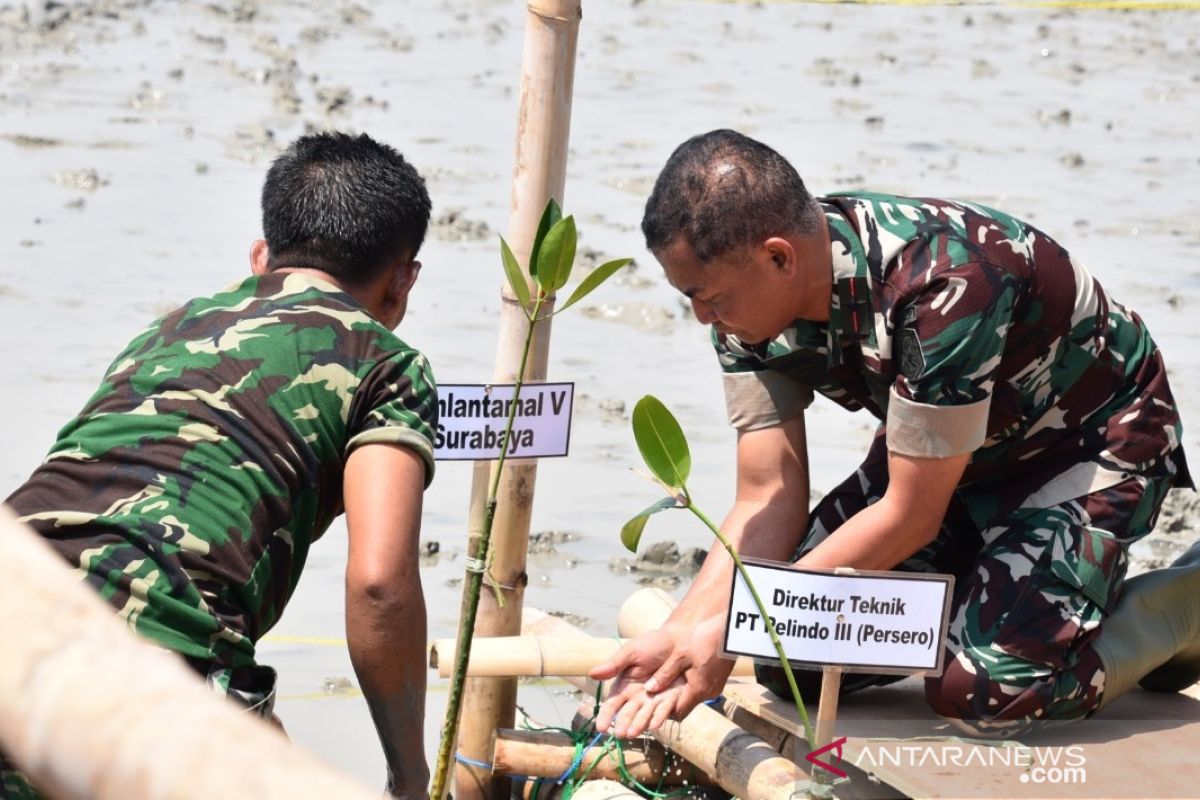 TNI-Pemprov Lampung tanam 5.000 pohon mangrove