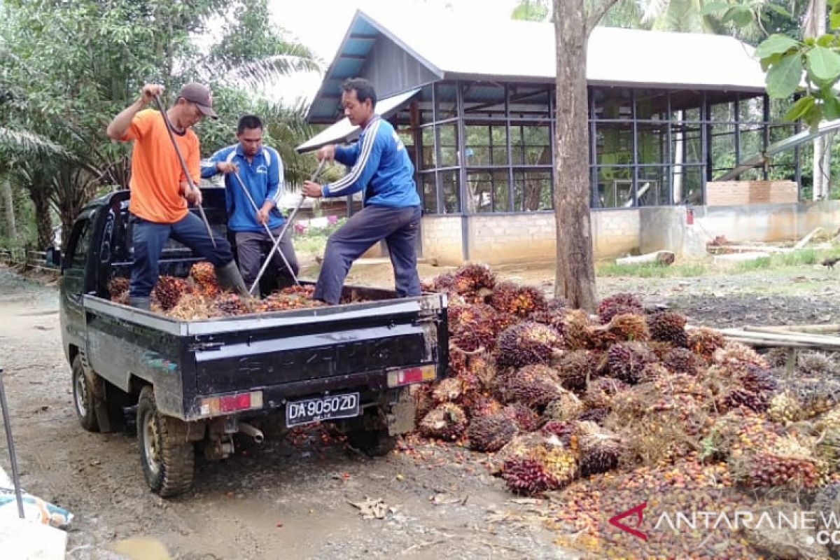 Harga TBS masih rendah, Legislatif undang stakeholder