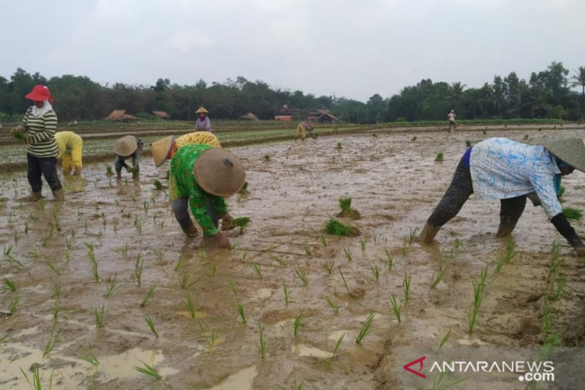 Musim gadu, 60 persen sawah di Kota Metro  ditanami padi