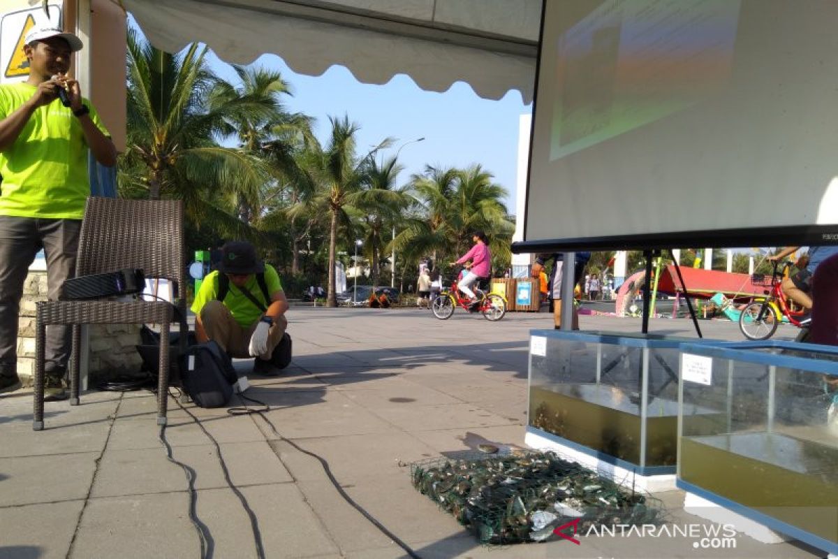 Kerang Hijau 'senjata' alami jernihkan Teluk Jakarta