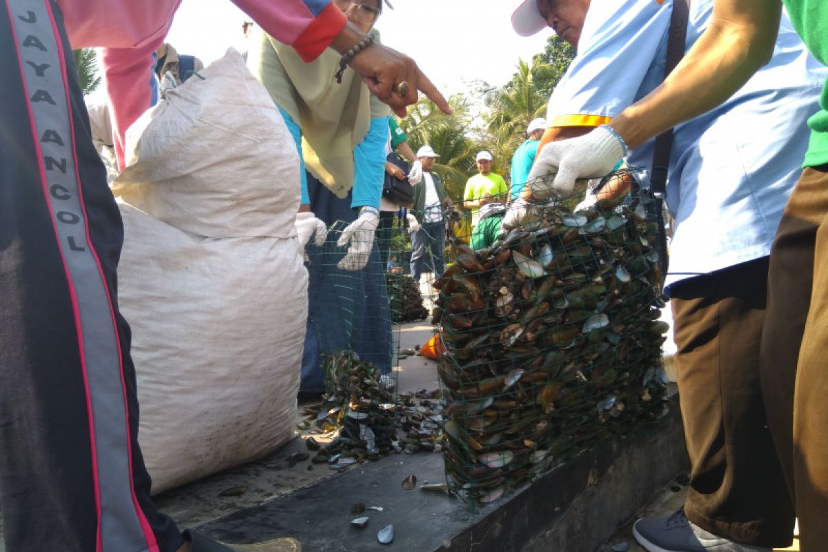 Peneliti tidak anjurkan anak konsumsi kerang hijau dari Teluk Jakarta